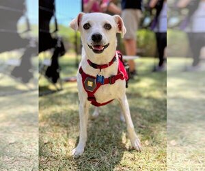 Chipin Dogs for adoption in Corona, CA, USA