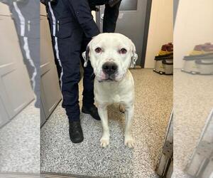 American Bulldog-Argentinian Mastiff Mix Dogs for adoption in Calgary, Alberta, Canada