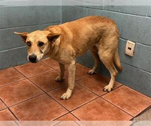 German Shepherd Dog-Unknown Mix Dogs for adoption in Downey, CA, USA