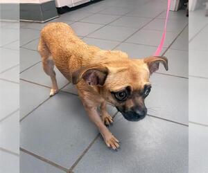 Chug Dogs for adoption in Nashville, TN, USA