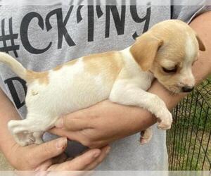 Chiweenie Dogs for adoption in Prague, OK, USA