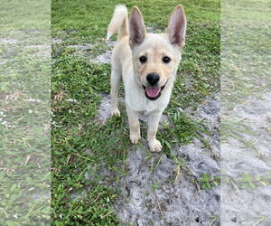Labrador Retriever-Unknown Mix Dogs for adoption in Royal Palm Beach, FL, USA