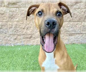 Boxer-Unknown Mix Dogs for adoption in Raleigh, NC, USA