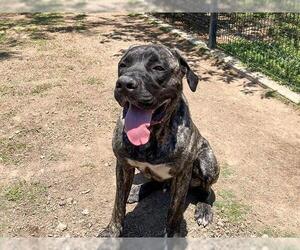 Mastiff-Unknown Mix Dogs for adoption in Orange, CA, USA