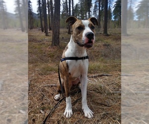 Bullboxer Pit Dogs for adoption in Polson, MT, USA