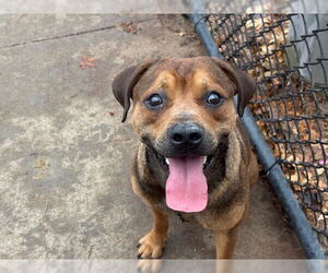 German Shepherd Dog-Unknown Mix Dogs for adoption in Tulsa, OK, USA