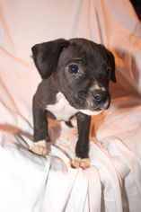 Small Bullboxer Pit