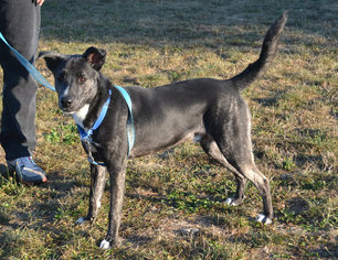 Mutt Dogs for adoption in Akron, OH, USA