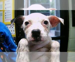 American Pit Bull Terrier-Unknown Mix Dogs for adoption in Tulsa, OK, USA