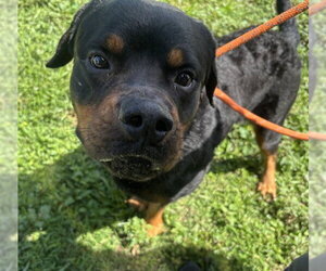 Rottweiler Dogs for adoption in Fort Lauderdale, FL, USA