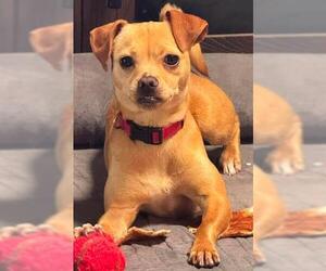 Chihuahua-Unknown Mix Dogs for adoption in San Antonio, TX, USA