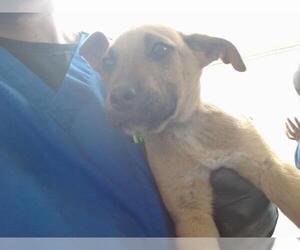 American Pit Bull Terrier-Unknown Mix Dogs for adoption in San Bernardino, CA, USA
