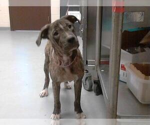 American Pit Bull Terrier-Unknown Mix Dogs for adoption in Fayetteville, NC, USA