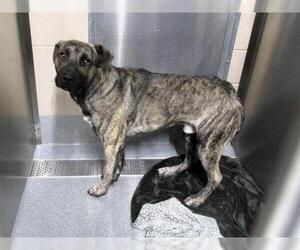 American Pit Bull Terrier-Unknown Mix Dogs for adoption in Orange, CA, USA