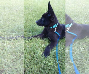 German Shepherd Dog-Unknown Mix Dogs for adoption in Saegertown , PA, USA