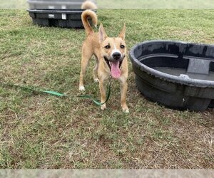 Carolina Dog-Unknown Mix Dogs for adoption in Corpus Christi, TX, USA