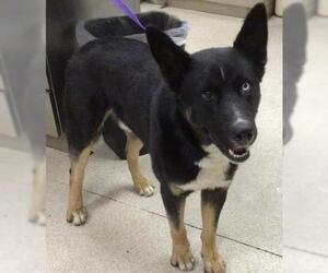 Akita-Siberian Husky Mix Dogs for adoption in Riverside, CA, USA