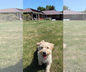 Havanese-Unknown Mix Dogs for adoption in Holland, MI, USA