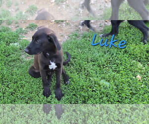 Labrador Retriever-Unknown Mix Dogs for adoption in Rutledge, TN, USA