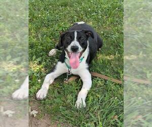 Collie-Labrador Retriever Mix Dogs for adoption in Derwood, MD, USA