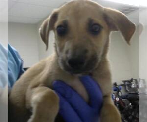 German Shepherd Dog Dogs for adoption in Pasadena, TX, USA