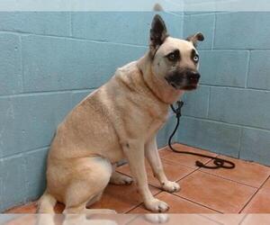 German Shepherd Dog Dogs for adoption in Downey, CA, USA