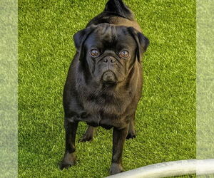 Pug Dogs for adoption in Vail, AZ, USA