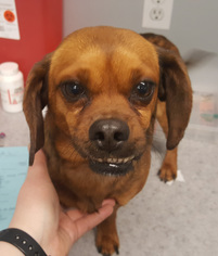 Dachshund-Unknown Mix Dogs for adoption in Spokane, WA, USA