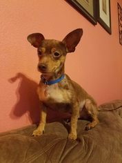 Miniature Pinscher Dogs for adoption in Rathdrum, ID, USA