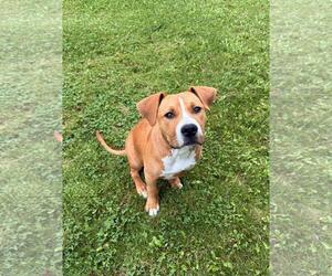 American Pit Bull Terrier Dogs for adoption in Incline Village, NV, USA