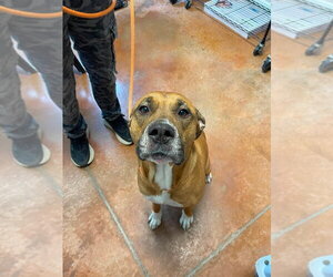 Mastiff-Unknown Mix Dogs for adoption in Bolivar, MO, USA