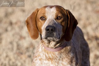 English Coonhound Dogs for adoption in Pryor, OK, USA