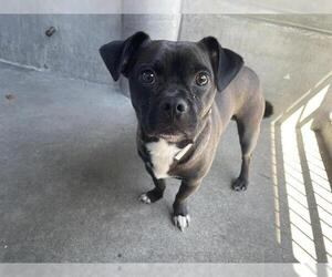 Pug-Unknown Mix Dogs for adoption in Pasadena, CA, USA