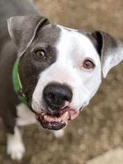 American Pit Bull Terrier-Unknown Mix Dogs for adoption in Rockaway, NJ, USA