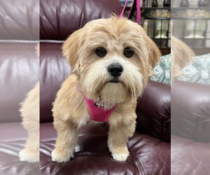Lhasa Apso-Unknown Mix Dogs for adoption in Mundelein, IL, USA
