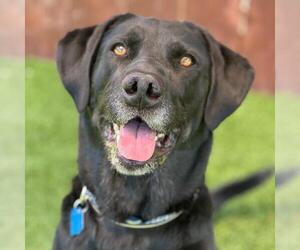 Labrador Retriever-Unknown Mix Dogs for adoption in San Diego, CA, USA