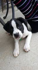 American Boston Bull Terrier Dogs for adoption in Greenville, SC, USA