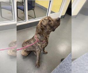 Mastiff Dogs for adoption in Glen Allen, VA, USA