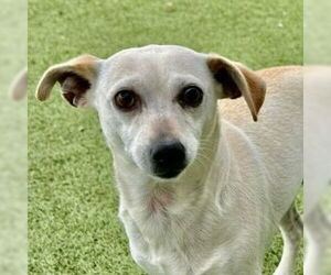 Chihuahua-Unknown Mix Dogs for adoption in Canton, CT, USA