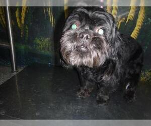 Lhasa Apso Dogs for adoption in Henderson, NV, USA