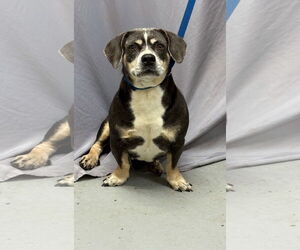 Beagle Dogs for adoption in Tampa, FL, USA