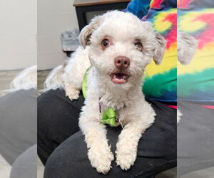 Havanese Dogs for adoption in Ellijay, GA, USA