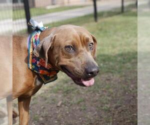 Labrador Retriever-Unknown Mix Dogs for adoption in San Antonio, TX, USA