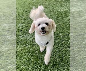 Bichpoo Dogs for adoption in Agoura Hills, CA, USA