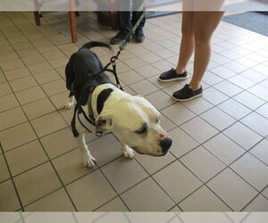 American Pit Bull Terrier Dogs for adoption in Ocala, FL, USA
