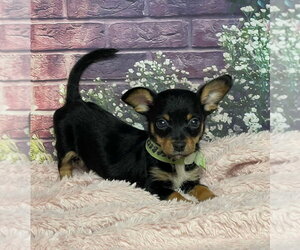 Chihuahua-Unknown Mix Dogs for adoption in Lakewood, CO, USA