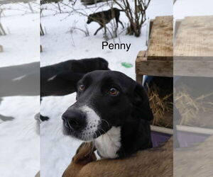 Medium Photo #5 Mutt Puppy For Sale in Farmerville, LA, USA