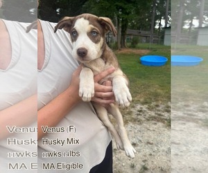 Siberian Husky-Unknown Mix Dogs for adoption in pomfret, CT, USA