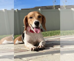 Beagle Dogs for adoption in Tampa, FL, USA