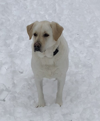 Labrador Retriever Dogs for adoption in Clarkston, MI, USA